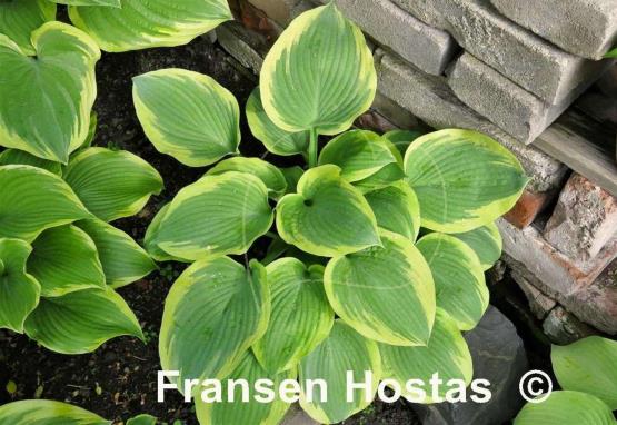 Hosta Miss Tokyo